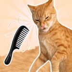 Brush The Cat MOD Unlimited Money 1.0.4