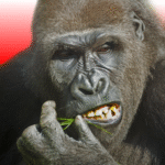 Flying Gorilla MOD Unlimited Money 5.0.2 Flying Gorilla MOD Unlimited Money 5.0.2