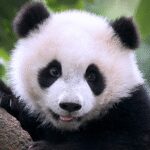 The Panda MOD Unlimited Money 1.2.0