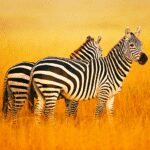 The Zebra MOD Unlimited Money 1.2.2