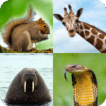 Animal Quiz Guess the Animal MOD Unlimited Money 1.1.39 Animal Quiz Guess the Animal MOD Unlimited Money 1.1.39