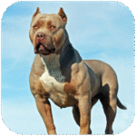 Pitbull Simulator MOD Unlimited Money 1.3.4 Pitbull Simulator MOD Unlimited Money 1.3.4