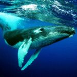 The Humpback Whales MOD Unlimited Money 1.1.5 The Humpback Whales MOD Unlimited Money 1.1.5